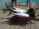 Fin fangst av tunfisk