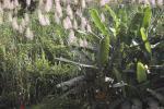 Frodig jord der sukkerrør og bananer gror
