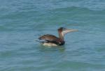 En pelikan koser seg med fangsten sin