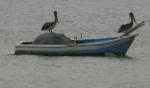 I tillegg er det et rikt fugleliv på Tobago, her ved to pelikaner.