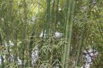 Tett bambusskog