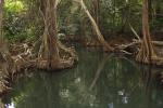 Fantastiske mangrovetrær/røtter