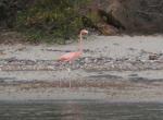 Jammen var det en flamingo spankulerende på stranden også!