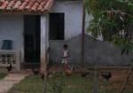Nabogutten mater hønene