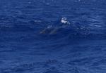 Delfinene surfer i bølgene