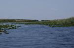 Everglades, et fantastisk våtmarksområde
