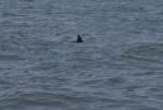Ytterst i Delaware Bay ble vi møtt av flere blyge delfiner