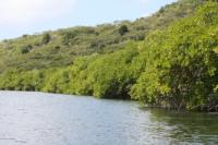rundtur-carriacou-015-mangroveskogen.jpg