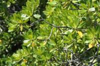 rundtur-carriacou-016-mangrove.jpg