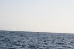 Ryggfinnen til en hval rett under horisonten