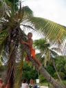 Emil i toppen av en palme