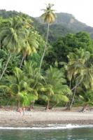 Deilig med ei strand der palmane veks naturleg:)