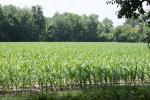 Maisåker i ung “alder”