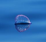 Et Portugisisk krigsskip